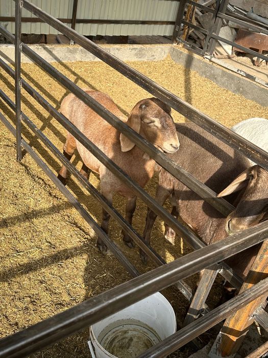 Кучкор барра шу йилги 3 та бир жоя