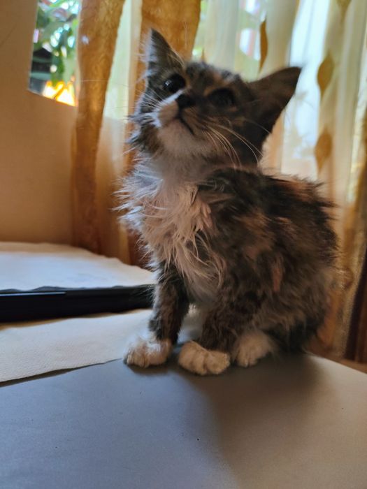 Отдадим котенка в хорошие руки