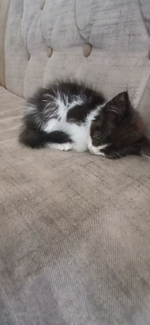 Mushuk bolasi 1 oylik uyda boqilgan