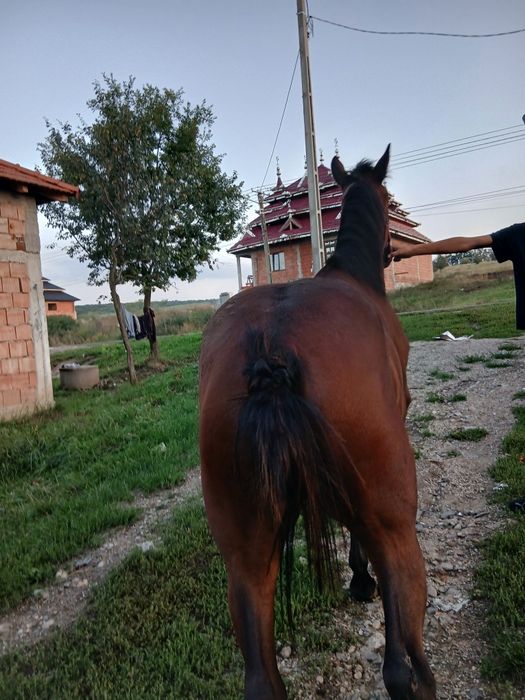 Vînd mînza de un 1 ani si 2 lun