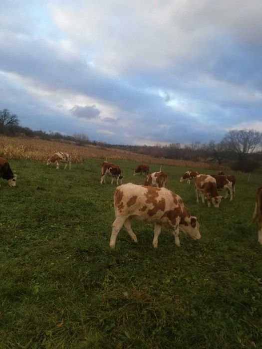 Vand juninci baltate