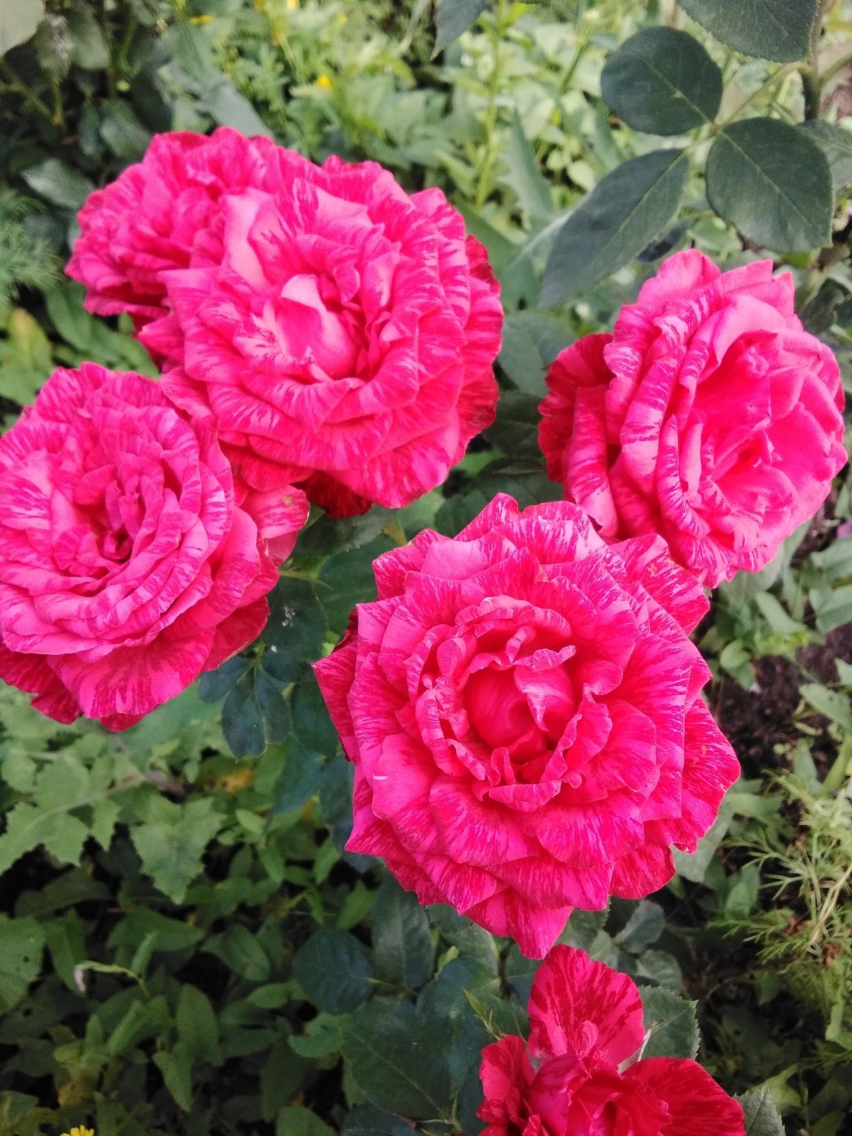 Гидролат розы продам