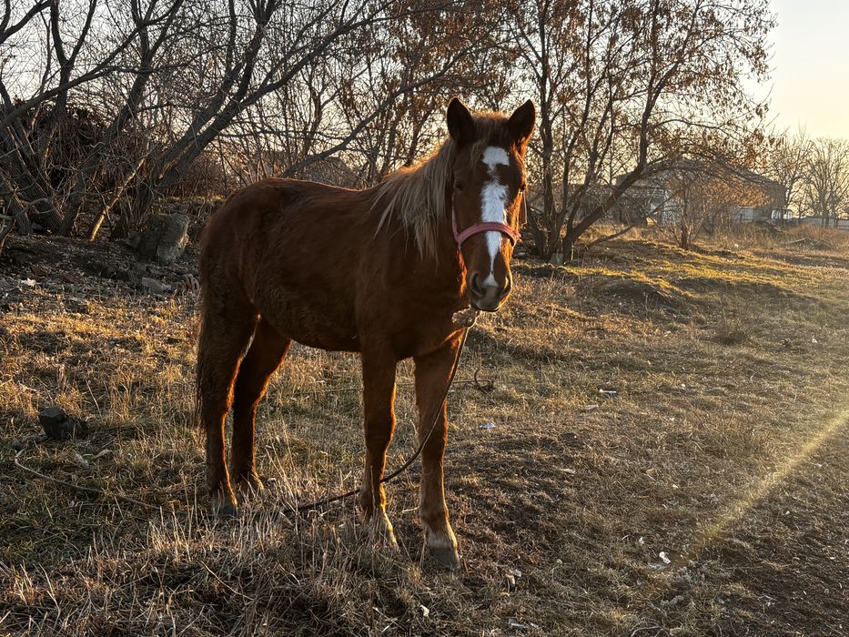 Продаются кобылки