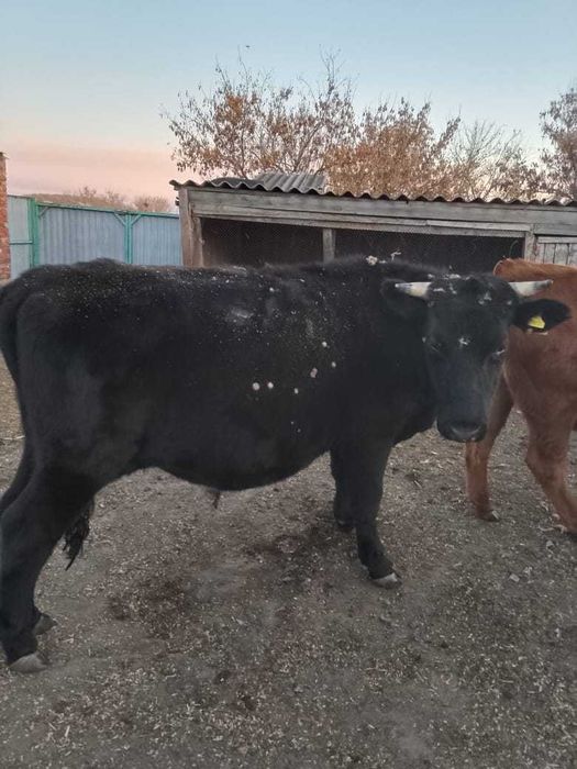 Продаю КРС бычки