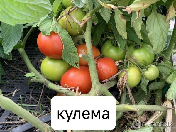 Продаются семена томатов