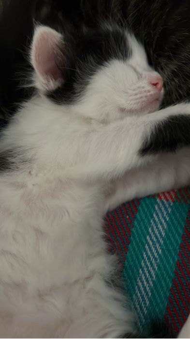 Котята в дорые заботливые руки