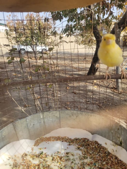 Плановой канарекала сотилади