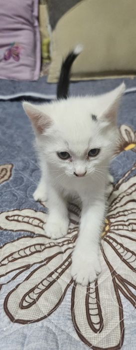 Продаю породестых котят