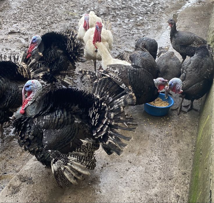 Vand curci si curcani