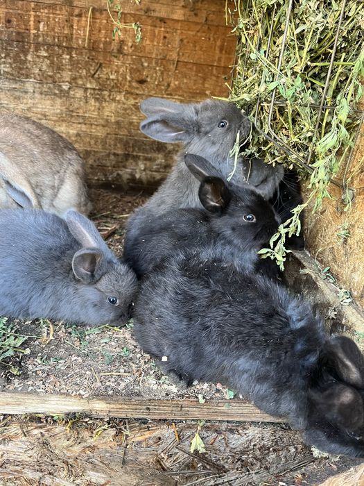 Vând puii de iepure