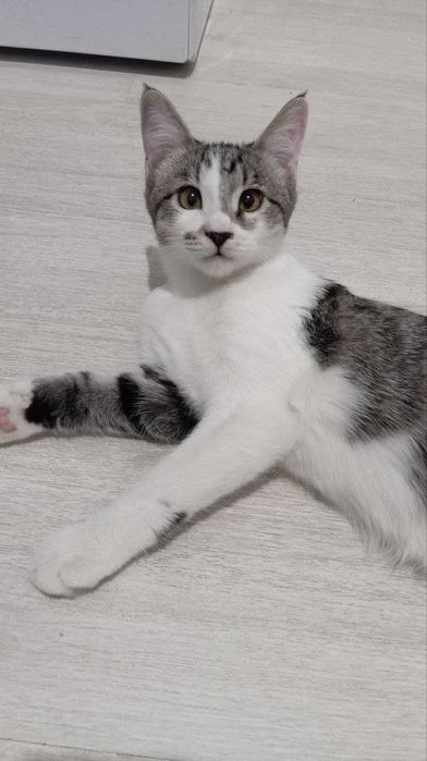 Очаровательный котик, 5 мес., паспорт, кастрирован, лоток+