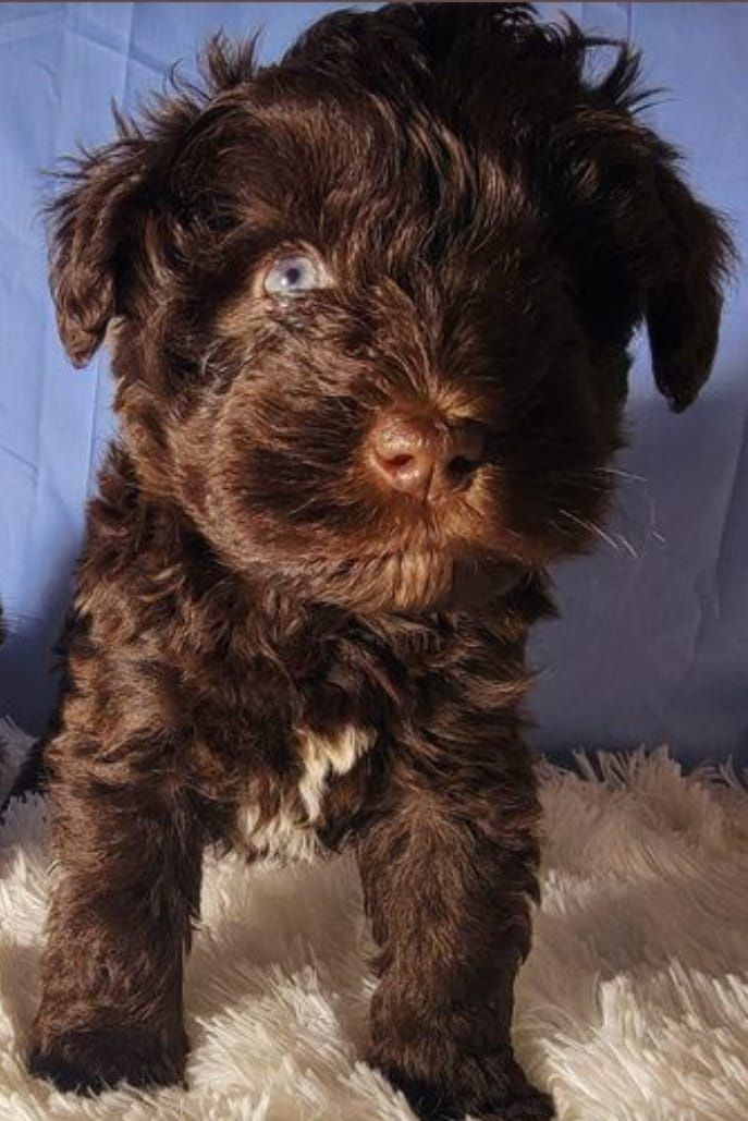 Maltipoo Fetiță Ciocolatiu