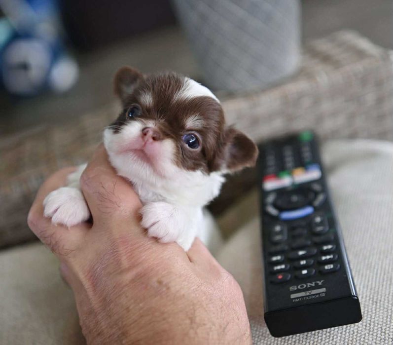 Мъжко дългокосместо мини чихуахуа