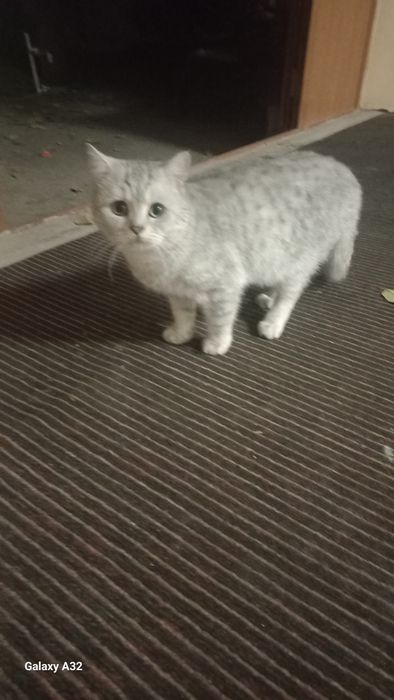 Продаётся серебристая шиншилла 1.5года