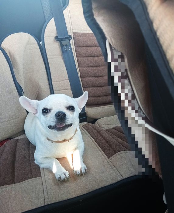 Вязка кобель. Мальчик Чихуахуа