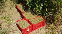 Struguri de Vin Din Vie Vrancea - Calitate la Preturi Mici