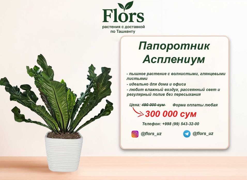 Цветы для дома и офиса - растение - Папоротник Асплениум