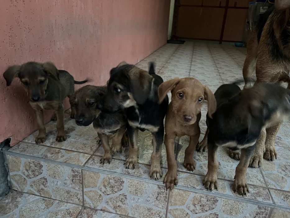 Donez caini 3 luni