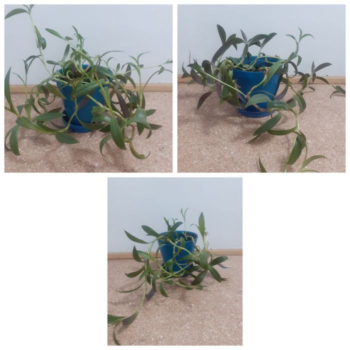 По 700тг комнатные растения