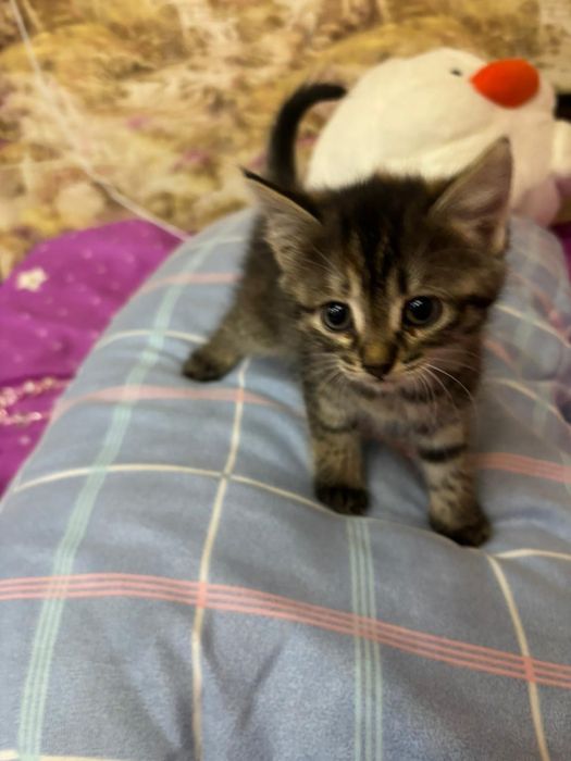 Отдам котят в хорошие руки