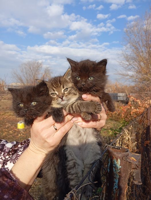 Котята ищут добрые руки