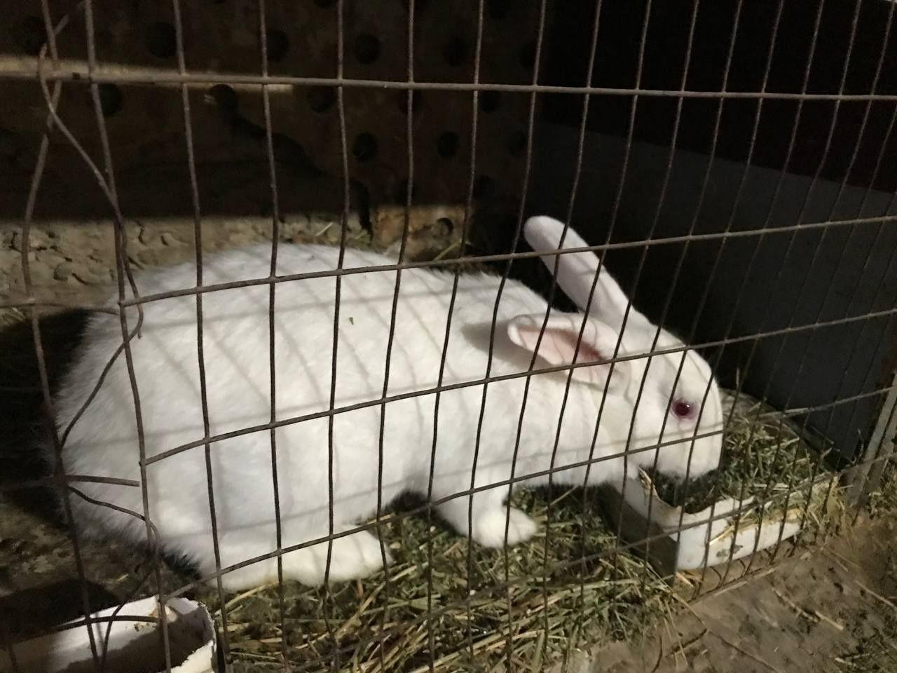 Продам кроликов!