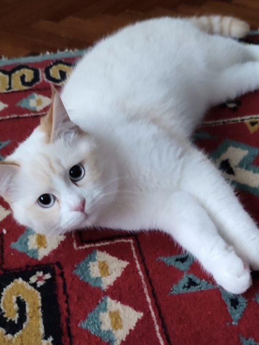 Кошка и кот  в добрые руки