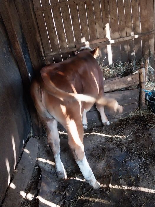 Vaca de vânzare pentru mai multe detali în privat