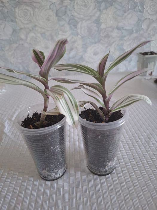 Продам традесканция нанук