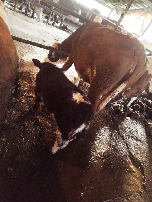 Vaca a doua fătare cu vitel belgian