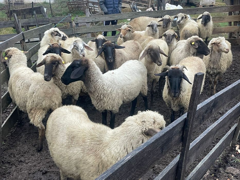 Vand oi bune de tinut .