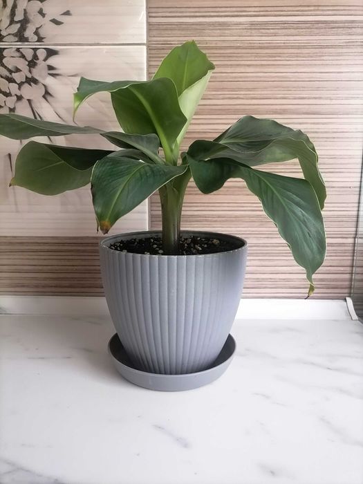 Продам банан сорт Муса