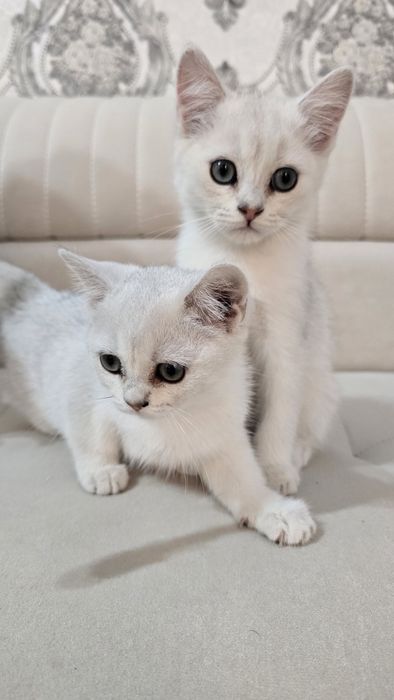 Toza qon Britan seribristiy shinshila sotladi ug'il va qiz