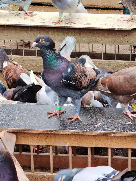 Porumbei voiajori culori rare colorati 2025