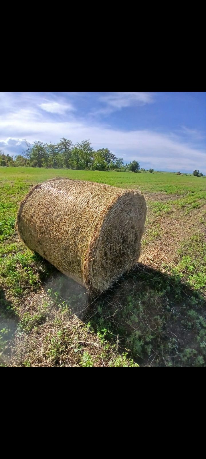 Vând baloți de lucernă