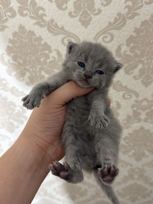 Mushuk skotish fold strayt sotladi