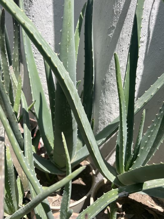 Алоэ  лекарственный, большой,15 летний и меньшего  возраста