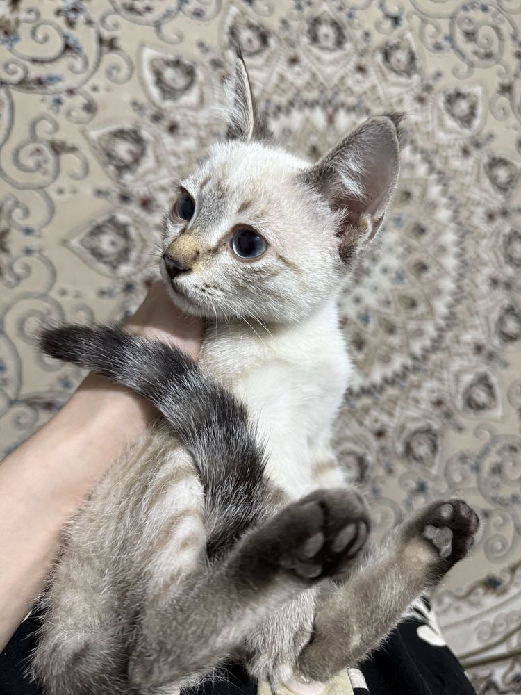 Сиамские котята продается