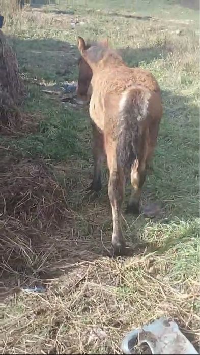 Vand sau schimb manz de 4 luni .