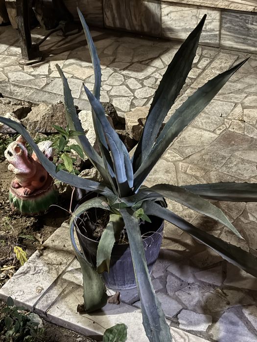 Shu gulla sotiladi xamasi kotasiyam bor kichkinasiyam bor