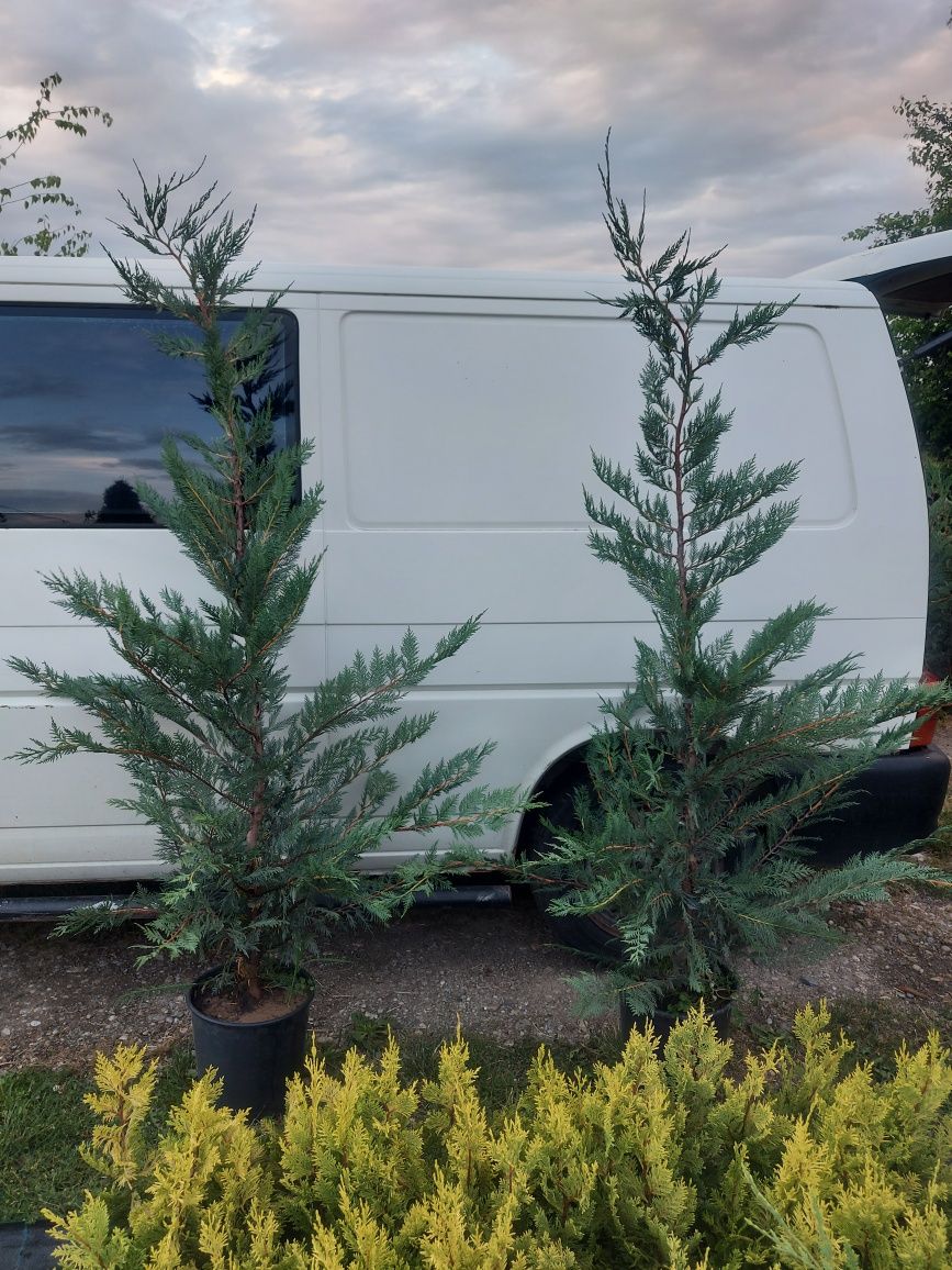 Leylandii 150 cm Gard Viu