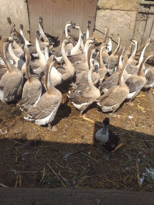 Disponibile Rasă Originală Gâște Chinezești!