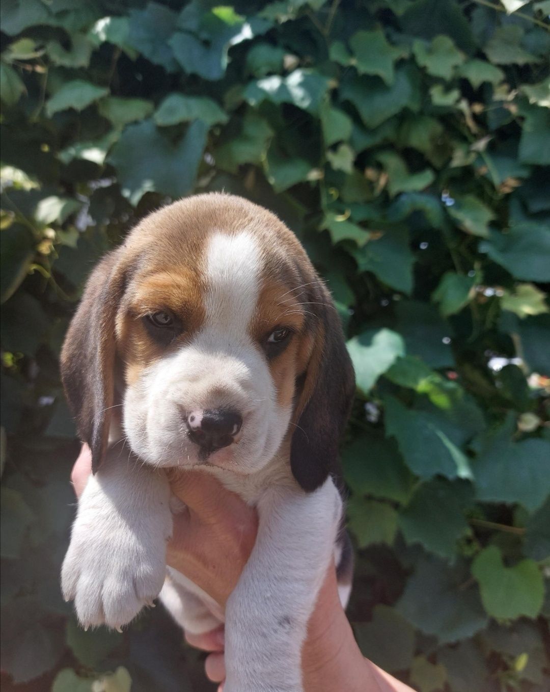 Beagle tricolor mascul