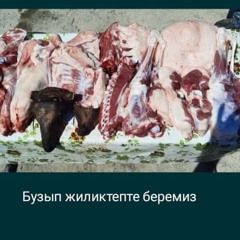 Кой Бараны токтушки продаётся 35000тысч г Алматы Доставка бесплатно ре