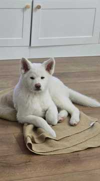 Белый Пёс породы Акита-Ину