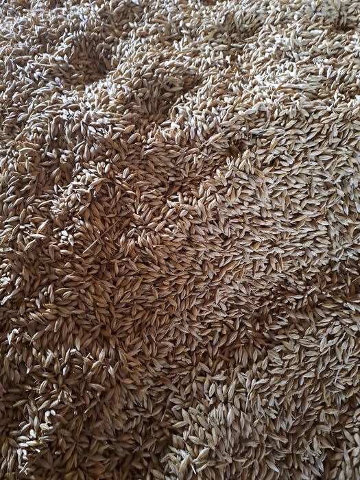 Orz de vânzare  boabe lucernă