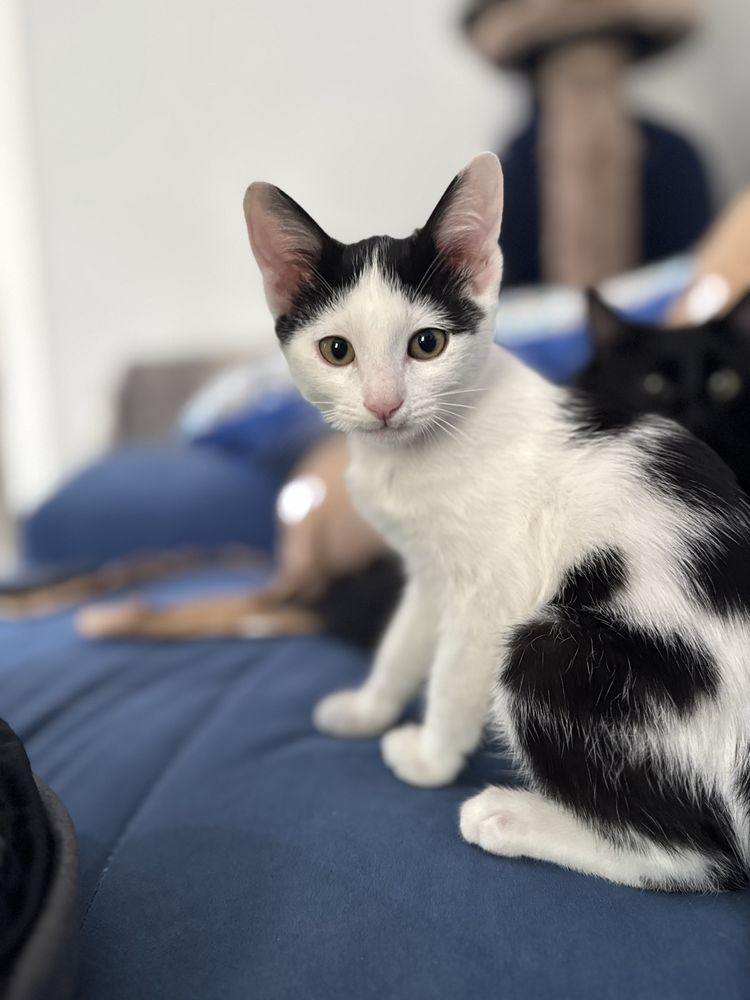 Отдам котенка