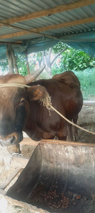 Buqa sotiladi boqildigan Бука