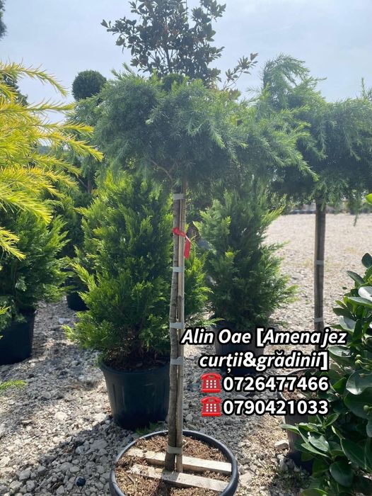 Plante ornamentale de grădină
