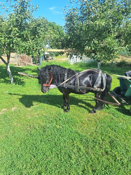 Vând ponel foarte cuminte